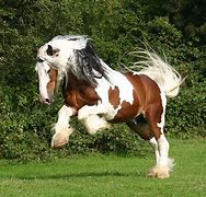 Image result for Most Beautiful Gypsy Horse