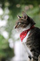 Image result for Barn Cat with Bandana