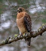 Image result for Human Hawk