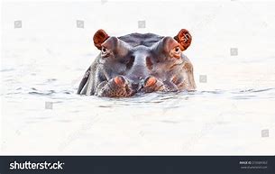 Image result for Cartoon Hippo Coming Out of Water