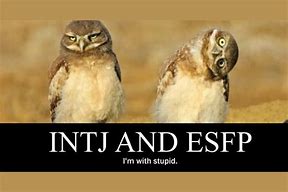 Image result for Intj and Esfp