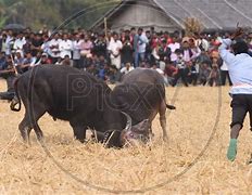 Image result for Buffalo Bison Fighting