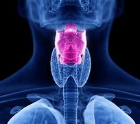 Image result for Larynx Real Image