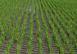 Image result for Palay Plant