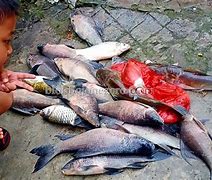 Image result for Ikan Arengan