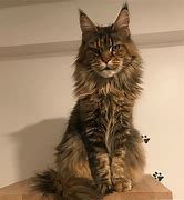 Image result for le chat maine coon