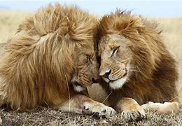 Image result for Lion HD Wallpaper in PC Desk