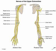 Image result for Median Nerve Distribution Arm