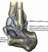 Image result for Lateral Thyrohyoid Ligament