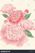 Image result for Peony Bush Vector