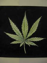 Image result for Pot Leaf Art