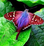 Image result for Pretty Moth Species