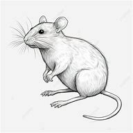 Image result for Pet Rat Drawing