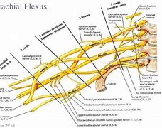 Image result for Brachial Plexus Roots