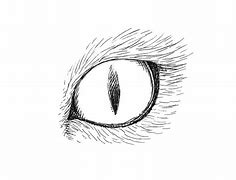 Image result for Draw Animal Eyes