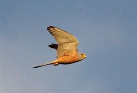 Image result for Lesser Kestrel