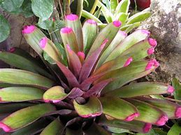 Image result for Bromeliad