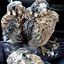 Image result for American Kestrel Hunt