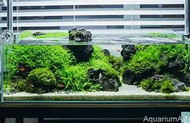 Image result for Shallow Fish Tank