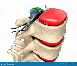 Image result for Vertebral Column and Spinal Nerves