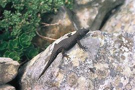 Image result for Flat Lizard Animal Species