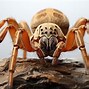 Image result for Idaho Camel Spider