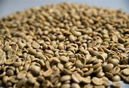 Image result for Unroasted Portrait Coffee Beans