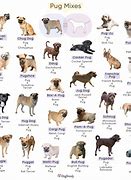 Image result for Tipos De Pug