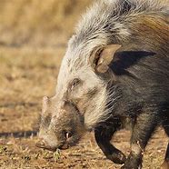 Image result for Bushpig