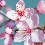 Image result for What IA Cherry Blossom Flower