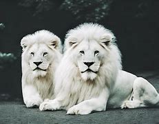 Image result for A White Lion