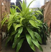 Image result for Dracaena Limelight