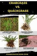 Image result for Nutsedge vs Crabgrass