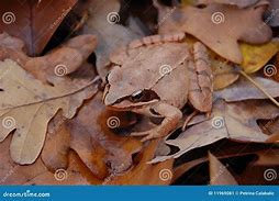 Image result for Marine Frog Camo