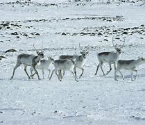 Image result for Caribou Reindeer Herds