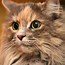 Image result for Goober Cat PFP