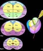 Image result for Prostate Gland Structure