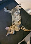 Image result for Female Tabby Cat