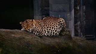 Image result for Leapord Laying On Log