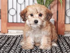 Image result for Yochon Puppies