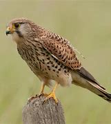 Image result for Female Kestrel Painting