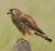 Image result for Female Kestrel Images