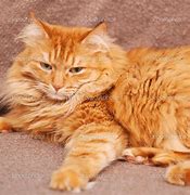 Image result for Fluffy Ginger Cat