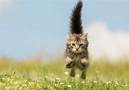 Image result for Kitten Running