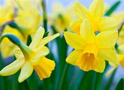 Image result for March Flower