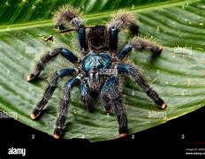 Image result for Avicularia Metallica