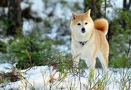 Image result for Akita Pics