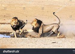 Image result for Lions Fighting Other Animals