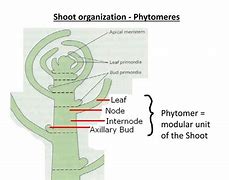 Image result for Root Cap Apical Meristem