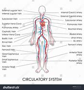 Image result for Circulatory System Labeled